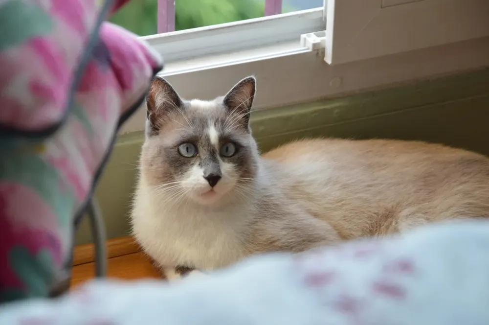 chiens et chats (4)